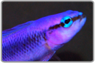 Indigo Dottyback - Captive Bred